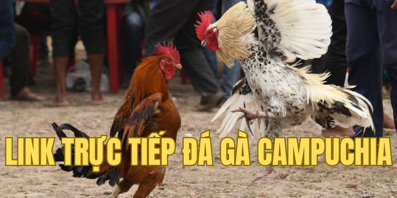 Link trực tiếp đá gà Campuchia