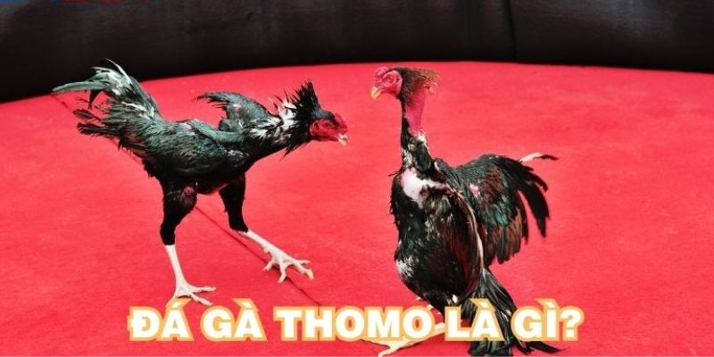 Đá gà thomo 88CLB - Sảnh cược hấp dẫn nhất hiện nay 