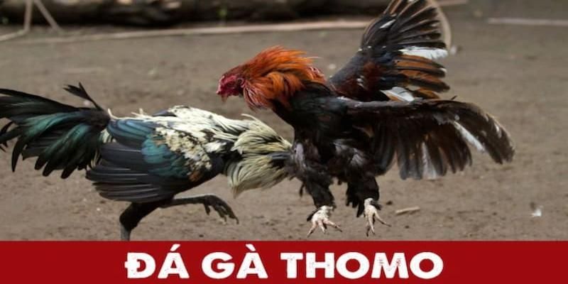 Đá gà thomo 88clb